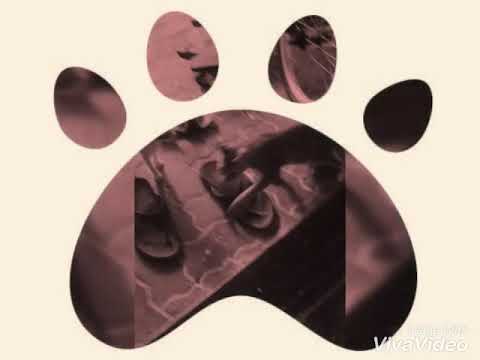 My cat's photos | Adil's animation.