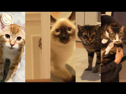 Meet Linus' and Yvonne's FIVE cats