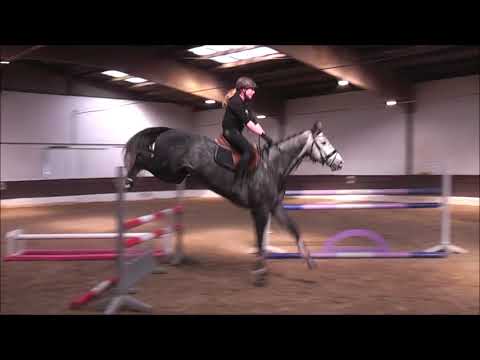 Clarimo - Quintero 5j. Holsteiner