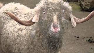 nunslaughter satanic