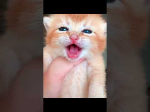 kitten said "miau miau"🐈🐈🐈🐱🐱/#pet #cat #kitten