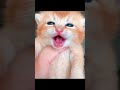 Kitten Said Miau Miau Pet Cat Kitten