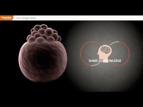 Zebrafish Biosensor