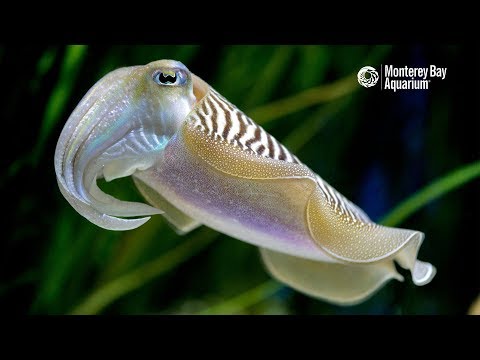 Common Cuttlefish Are Anything But Ordinary...