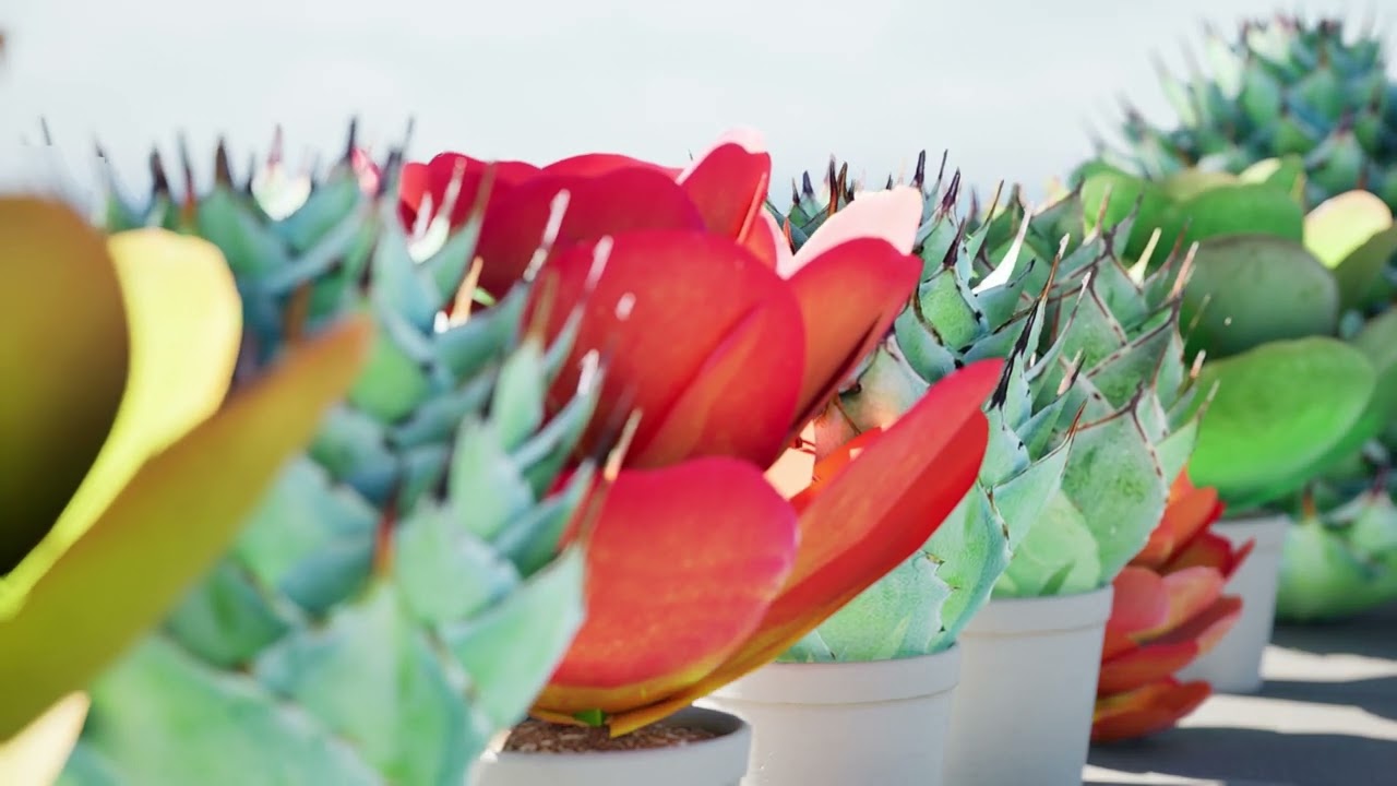 Kalanchoe and Agave Pack 3D Model