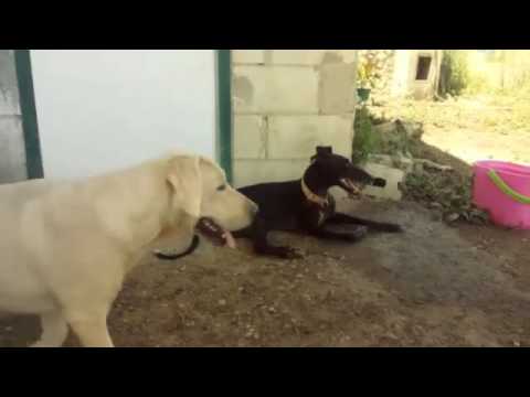 Nina, Dafne, Tanka y Daira 🙆💕 El refugio escuela