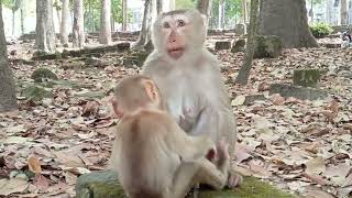 VID20241231184746 monkey 15