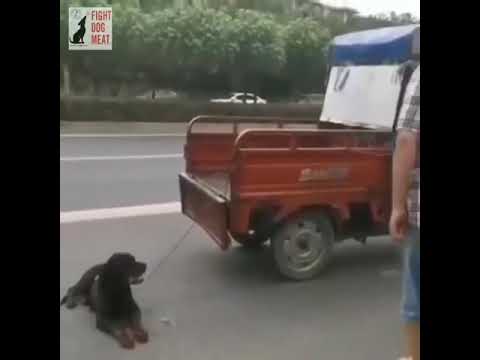 animal cruelty in China.exposed nation of no empathy