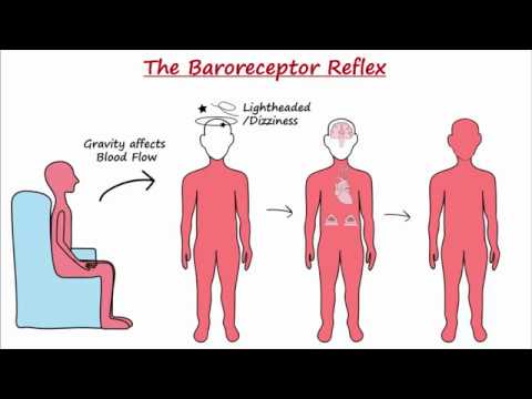 Baroreceptor Reflex