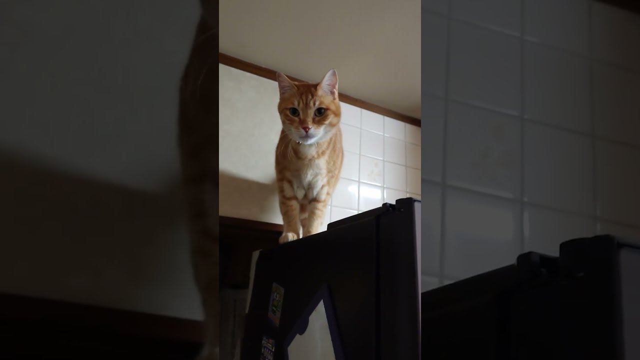 冷蔵庫の上でご飯を待つ、茶トラふうちゃん。#保護ネコ #shorts  #猫好きさんと繋がりたい