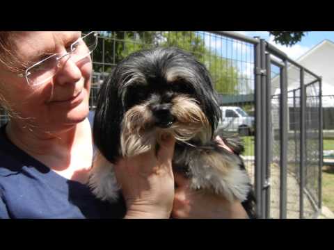 Chealce, an adopted Shih Tzu in Houston, TX_image-1