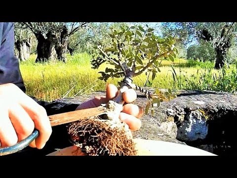 1st Repotting Shohin Wild Olive Bonsai Tree Yamadori (Olea sylvestris)