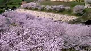 preview picture of video '桜　SAKURA　粟地ダムin小豆島2014'