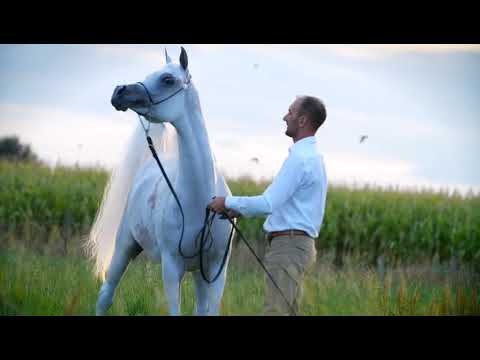 Anood Al Nasser - Paris Contender for Akmal Stud