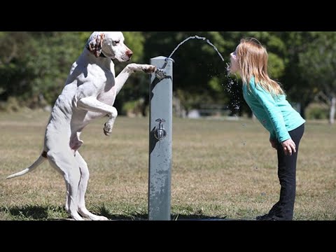 When your dog becomes the trusted nanny - Cute Moments Dog and Human