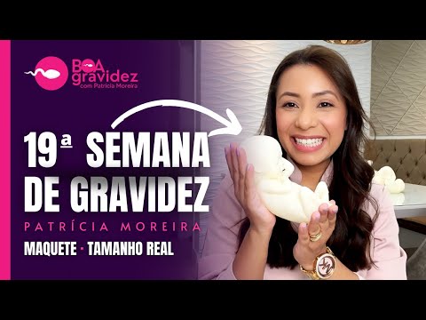 19 SEMANAS DE GRAVIDEZ (Atualizado) Série A Formação Humana | 5 Meses de Gravidez, 2° Trimestre