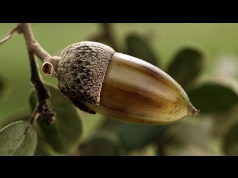 Acorn Seekers y los cerdos volaron