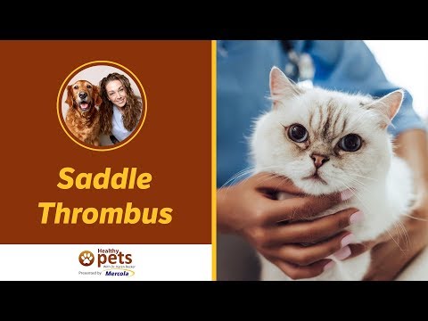 Dr. Becker Discusses Saddle Thrombus in Pets