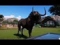 Planet Zoo Black Wildebeest Gameplay PC HD 1080p60FPS