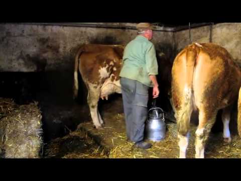 Dorfleben - die letzte Milchkuh