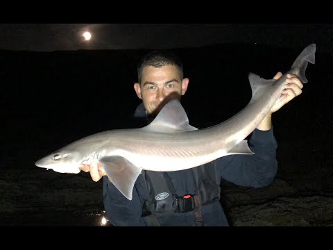 Beginners Shore Fishing Guide - HOW TO CATCH SMOOTHHOUNDS - Sea Fishing UK | The Fish Locker