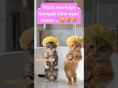 Oyen bikin mpus bete😂 #catfunny #shorts #kucinggemes #hewanlucu #mpusbete #ngakak