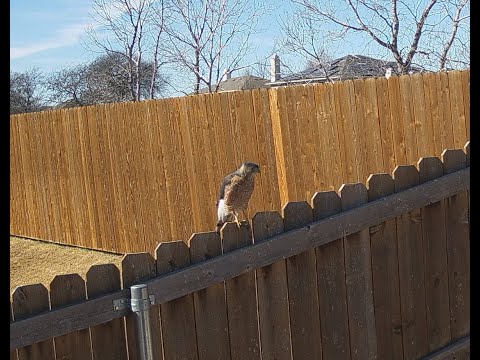Kestrel attacking a Cooper's Hawk 4K UHD 30FPS