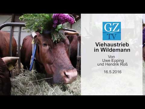 Viehaustrieb in Wildemann (Mai 2016)