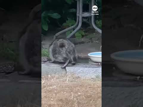 Viral raccoon Jimothy spotted in Seattle