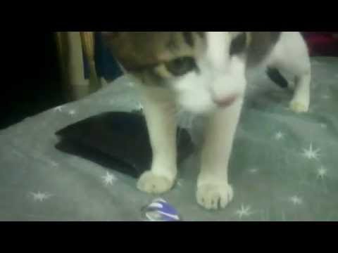 "Miao" cat playing