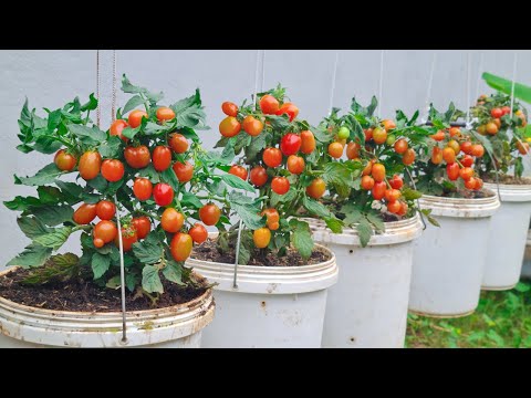 Let s grow bitter melon for your family this way it s very fruity and easy to make