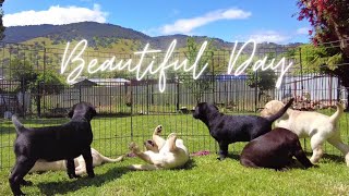 Puppies Excited to Play Outside for the First Time