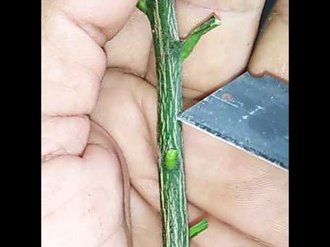 COMO HACER UN INJERTO DE LIMÓN 🍋#limon #injerto