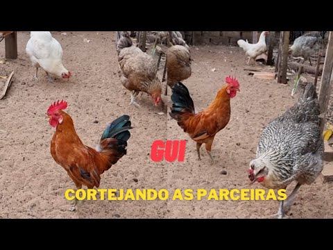 Garnizé (Gui) Conquistando as Primeiras Parceiras