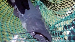 6/27 &amp; 6/25 Stocking Video - MONSTER catfish, plus tons of Blues, Channels &amp; Tilapia