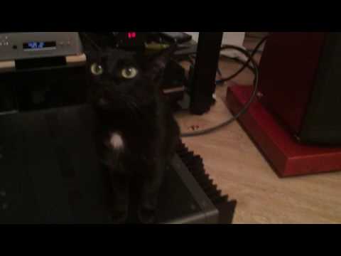 Krell FPB-300 and Cat Maya