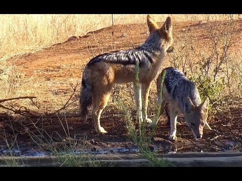 Black-Backed Jackals on Naledi Cat-EYE cam. 08.13 / 11 July 2019