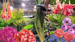 Plants I Ordered For 2025 || Dividing a Ginger || Cordyline Problems ||  Saturday Vlog