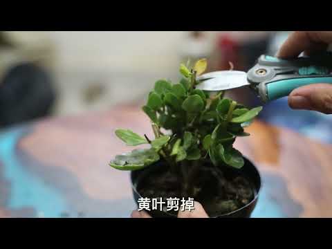 長壽花換盆
