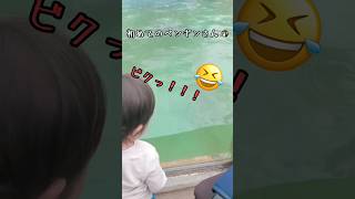 初めてのペンギンさん🐧 #赤ちゃん #赤ちゃんのいる生活 #1歳児 #クォーター #クォーターベビー #三兄弟 #末っ子 #初めてシリーズ #動物園 #ペンギン #shorts