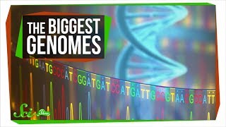 The Mystery of the Biggest Genomes