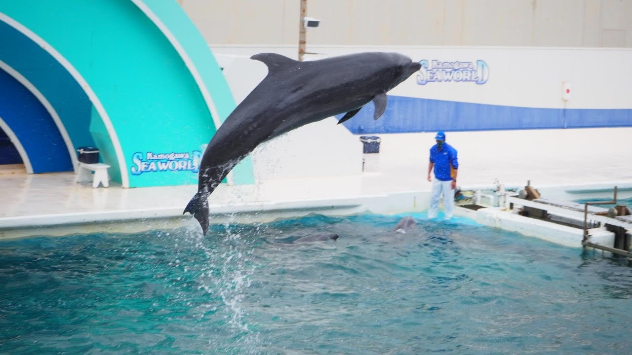 華麗なイルカのパフォーマンス『鴨川シーワールド』難易度の高い技は目を見張るものがあった！千葉県・鴨川市