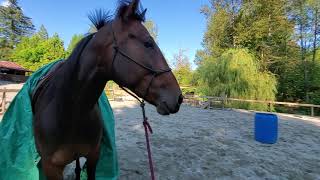 Tarp Training For Horses Is Always A Barrel Of Monkeys!