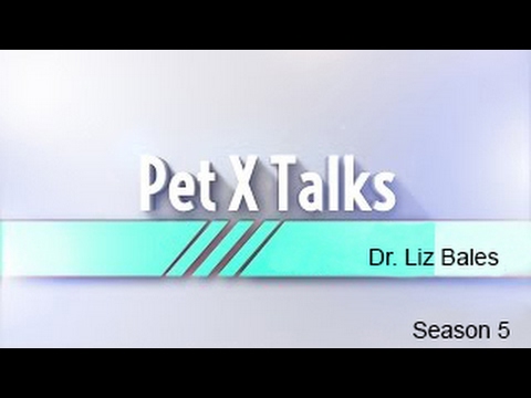 Pet X Talks - Dr. Liz Bales - Natural Feeding Behaviors For Indoor Cats + The Seeking Circuit