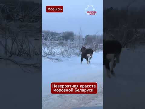 🦌❄️Беларусы в восторге: морозные пейзажи и дикие гиганты прямо на дорогах страны #беларусь#мороз