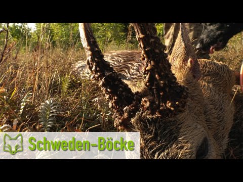 Buck hunting on Öland in Sweden