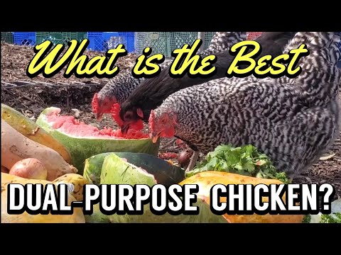Dominique — Americas OLDEST chicken breed