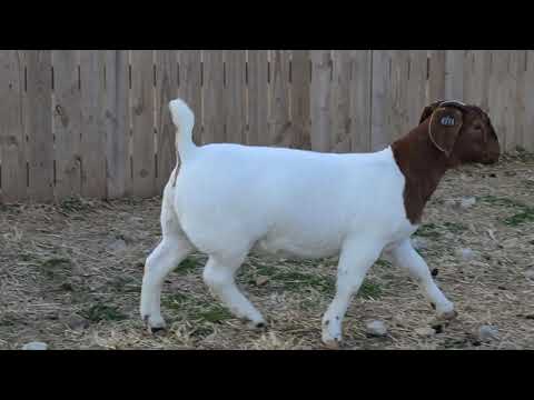 The Other Sale - Lot 4