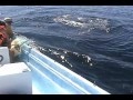 Valas pelastetaan(Tukiainen ei liity videoon)