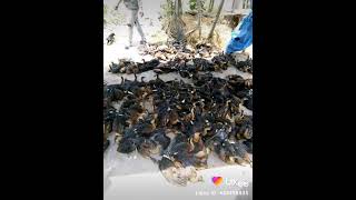 Download lagu suara pikat burung belibis paling jitu part1 #shorts mp3 Download lagu suara pikat burung belibis paling jitu part1 #shorts mp3